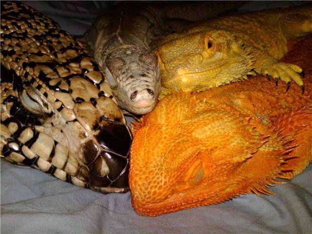 Do lizards sleep? | quynh nguyen