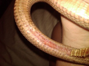 Late stage snake sepsis on the mend