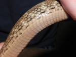 Snake Sepsis - Scale Tips Appear Discolored on the Belly