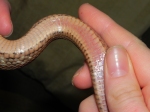 Snake Sepsis - Pinkish-Red Discoloration Under Scales on Snake Belly