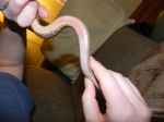 Snake Sepsis - Pinkish-Red Discoloration Under Stomach Scales
