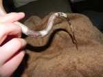 Snake Sepsis - Scale & Tissue Damage As Well As Tail Necrosis