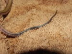 Snake Septicemia - Close Up Tail Necrosis